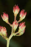 Coastal false asphodel